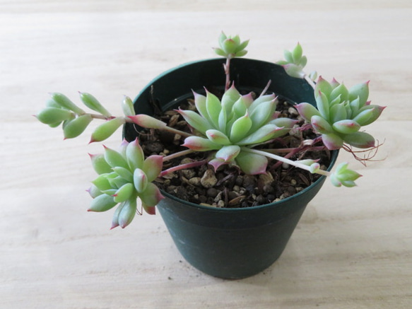 マクドガリー× ヒューミリス 多肉植物 file.jpg