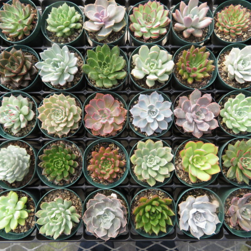 お得なエケベリア多肉植物おまかせ6ポットセット 多肉植物 Pure お得なエケベリア多肉植物おまかせ6ポットセット 多肉植物 Pure