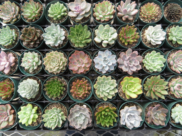 限定ゲリラ！】花農家ゆうき厳選 お得な多肉植物14品種セット