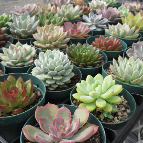お得なエケベリア多肉植物おまかせ6ポットセット 多肉植物 Pure お得なエケベリア多肉植物おまかせ6ポットセット 多肉植物 Pure