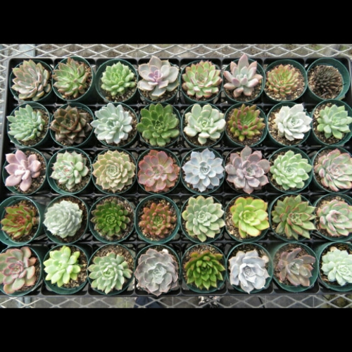 お得なエケベリア多肉植物おまかせ6ポットセット 多肉植物 Pure お得なエケベリア多肉植物おまかせ6ポットセット 多肉植物 Pure