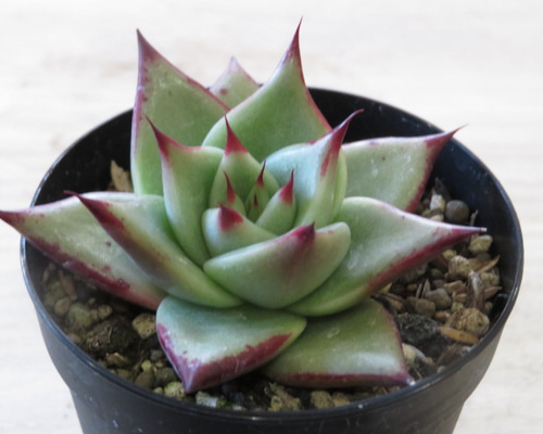 多肉植物 エボニー  抜き苗♡ 多肉植物 エボニー 抜き苗♡ 【公式通販】