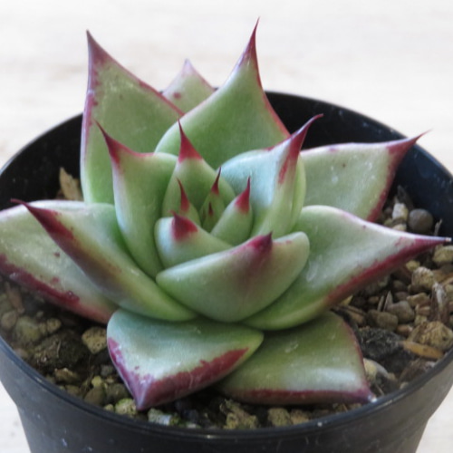 多肉植物【ヴァッションエボニー】抜き苗 多肉植物【ヴァッション