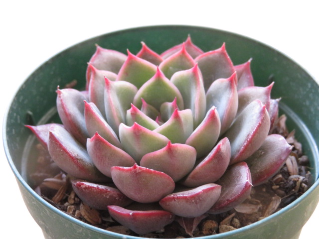 多肉植物  モーサン 抜き苗　良苗　エケベリア