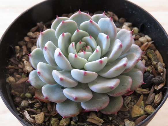 丸葉ホワイトチェリー 多肉植物 832dbba1a3ffcfaaf5b011653f4d7d