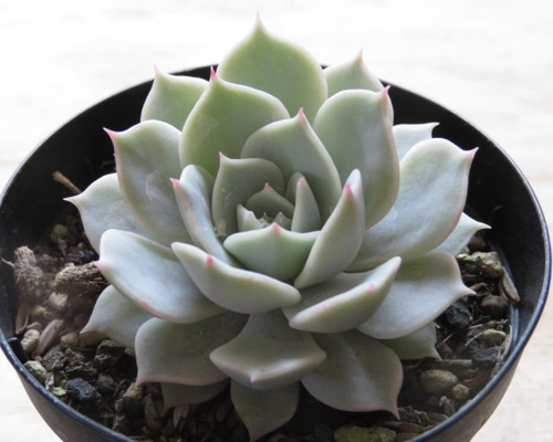 mayu様確認( ゜∀゜)つ多肉植物