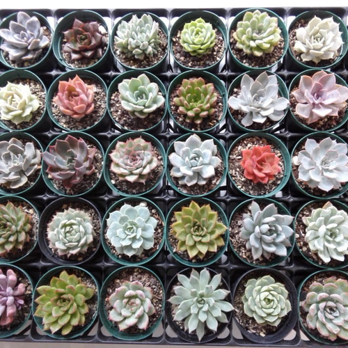 追加再販 エケベリア 多肉植物セット 4df9134f4da9358f1248a69833def5