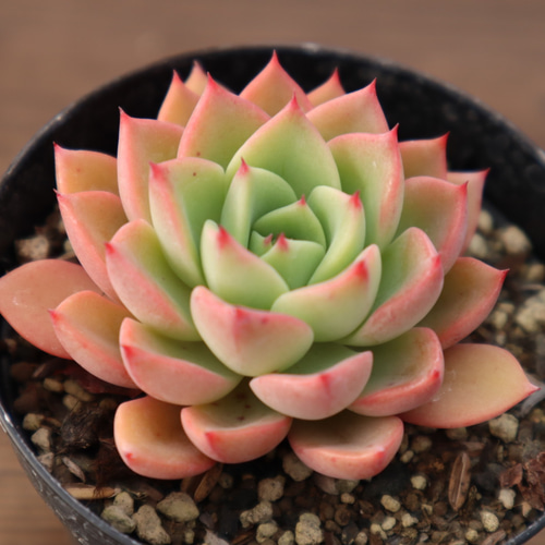 【アイビー】５品種　多肉植物 多肉植物 