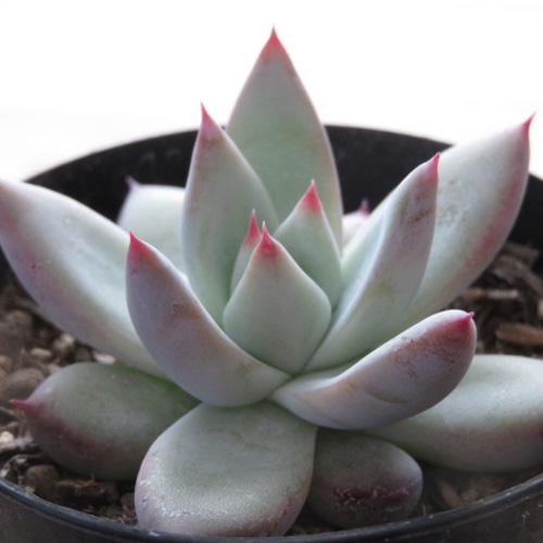 み*ん様 コロラータタパルパ　臼田リンゼアナ　ぼのぼのさん　土付き発送　多肉　ぼ み*ん様 コロラータタパルパ 臼田リンゼアナ ぼのぼのさん 土