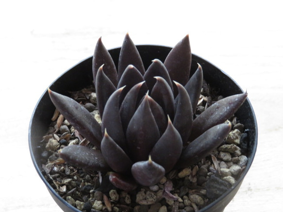 美苗 ブラックペッパー Black pepper アロエ 多肉植物 ラベル付き 美苗 ブラックペッパー Black pepper アロエ 多肉植物 ラベル付き