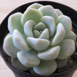 インテリア 植物 のおすすめ人気通販 検索結果|Creema(クリーマ インテリア 植物 のおすすめ人気通販 検索結果|Creema(クリーマ