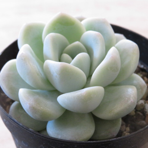 多肉植物　アイスグリーン1️⃣　群生　可愛い　そのまま発送 多肉植物 アイスグリーン1️⃣ 群生 可愛い そのまま発送 多肉