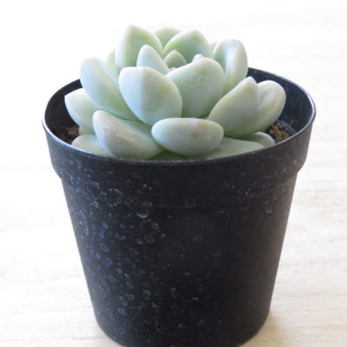多肉植物　アイスグリーン アイスグリーン – 多肉植物の通販・販売サイト tawawa