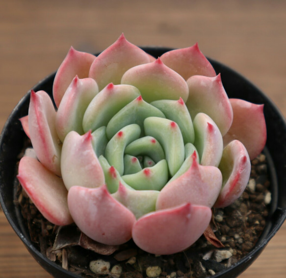 多肉植物 