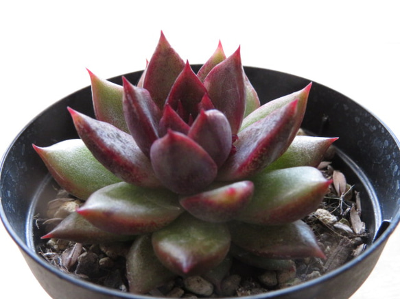 ★多肉  寄せ植え〜flower 29car  黒〜★ Floro | おはようございます😃 寄せ植えにピンクの熊ちゃん置い