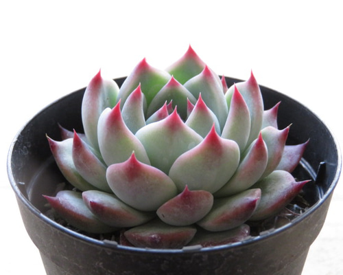 多肉植物　エケベリア　チワワエンシスルビーブラッシュ錦　激レア 多肉植物 エケベリア チワワエンシスルビーブラッシュ錦 激レア