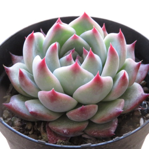 多肉植物　エケベリア　チワワエンシスルビーブラッシュ錦　激レア 多肉植物 