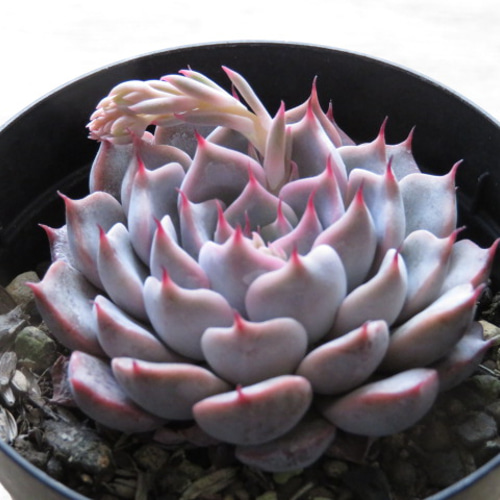 多肉植物 