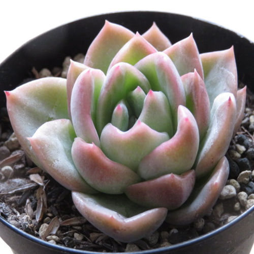 サブセシリス錦 美斑入り エケベリア 超美苗 大苗大株 多肉植物 サブセシリス錦 美斑入り エケベリア 超美苗 大苗大株 多肉植物
