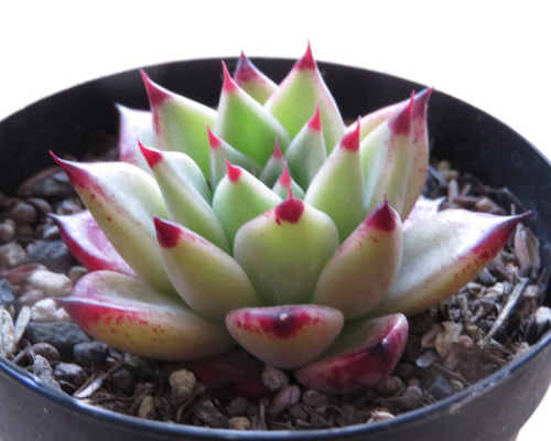 29#多肉植物アエオニウム❤️ハロウィン❤️海王锦❤️4頭12cm拨き苗