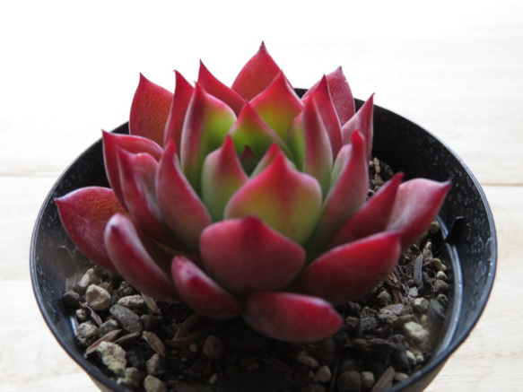 チェリー 多肉植物 多肉植物 