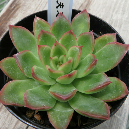 恋曲 多肉植物 群苗の通販 by Nan多肉12月から再開予定｜ラクマ