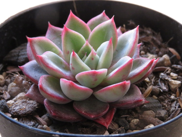 多肉植物 