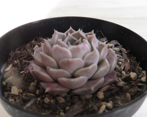 1_bdab53fc97fe6129604f2124ff42