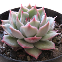 ピンクチップス錦(大苗最強斑入り)多肉植物　エケベリア 多肉植物》ピンクチップスの通販 by !ネイル販売停止中!｜ラクマ