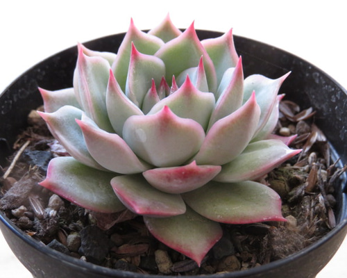 多肉植物　ピンクチップス色錦　新根あり 1_89c341490cef3c0fe68ef92af482