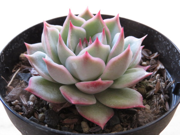 多肉植物　ピンクチップス色錦　新根あり 多肉植物 
