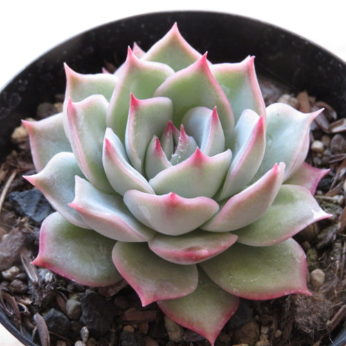 多肉植物　❁︎ピンクチップス色錦　新根あり 多肉植物 ピンクチップス 3〜4頭 大群生 るる農園 : るる農園