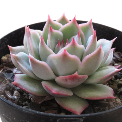 ピンクチップス 多肉植物 エケベリア 1 その他インテリア雑貨