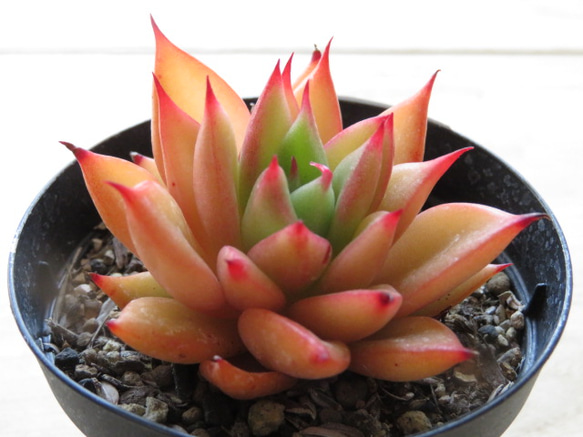 多肉植物 赤い子♡ 多肉植物 