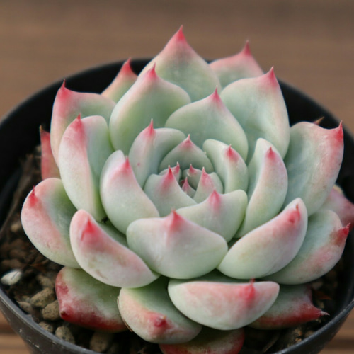 コロラータ実生 ポットごと TYさん苗 エケベリア 多肉植物