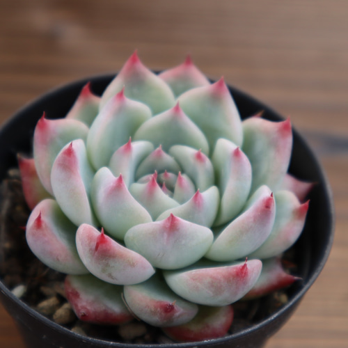 はなさん コロラータ× コロラータ札付き　多肉植物 多肉植物 原種コロラータ | るる農園~多肉植物専門