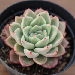 多肉植物　"ラジョヤ" 1枚目の画像