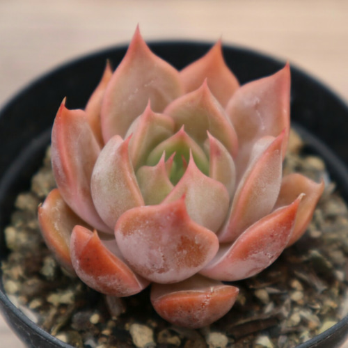 多肉植物 リトープス 緑紫薫 2頭 大玉 2cm 抜き苗 1株 多肉植物