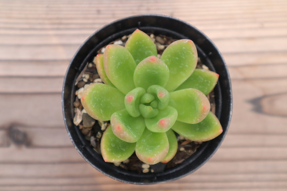 多肉植物　"祝いの松" 2枚目の画像