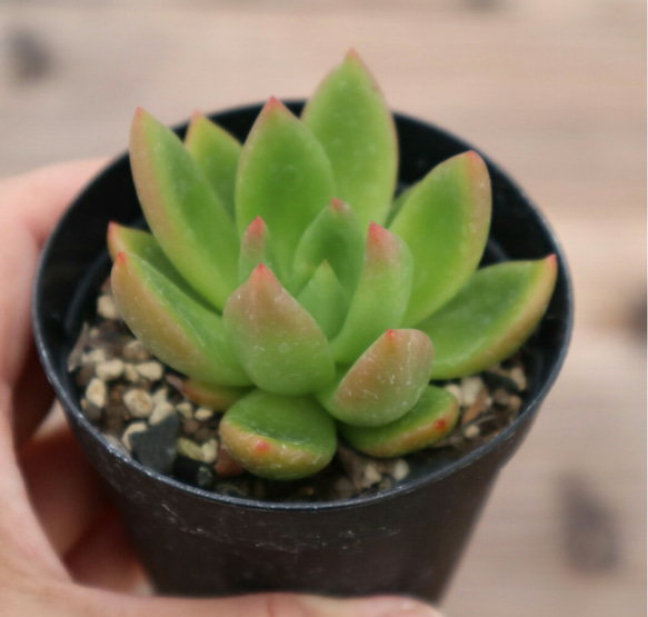 多肉植物　"祝いの松" 5枚目の画像