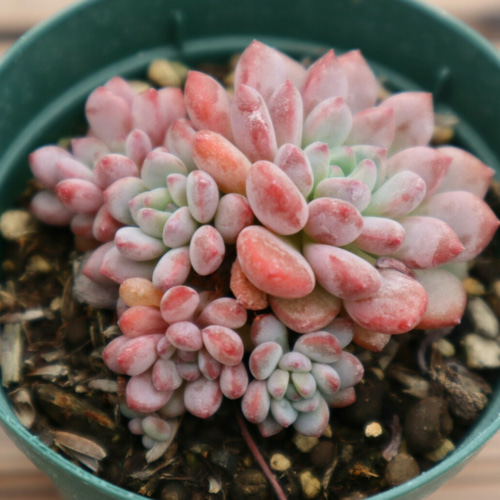多肉植物 グレーと赤のグラデーション*9 多肉植物 