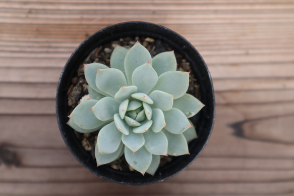 多肉植物　"デルル" 3枚目の画像