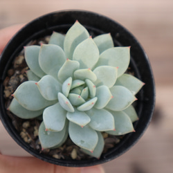 多肉植物　"デルル" 4枚目の画像