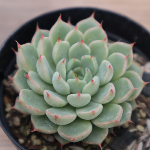 多肉植物 