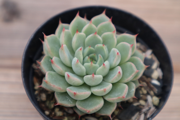 グレーと赤の多肉植物 中型*3 グレーと赤の多肉植物 中型*3