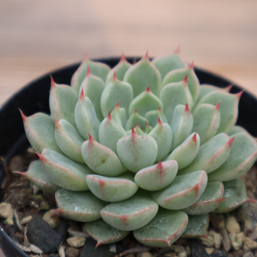 多肉植物 エケベリア 赤爪ザラゴーサ モンスト錦 斑入り 【公式
