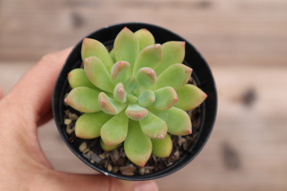 多肉植物　"白蓮華" 4枚目の画像