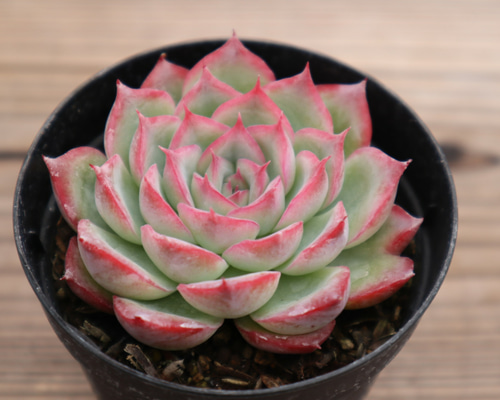 多肉植物 ❤️ シルエット❤️ 1頭12-14cm抜き苗