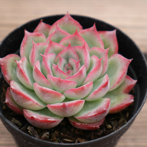 多肉植物 グレーと赤のグラデーション*8 多肉植物 グレーと赤のグラデーション*8 多肉植物 グレーと赤の