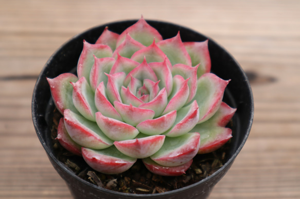 多肉植物   シルエット　双頭 43ef3f96dc85875593d788d2c919a9